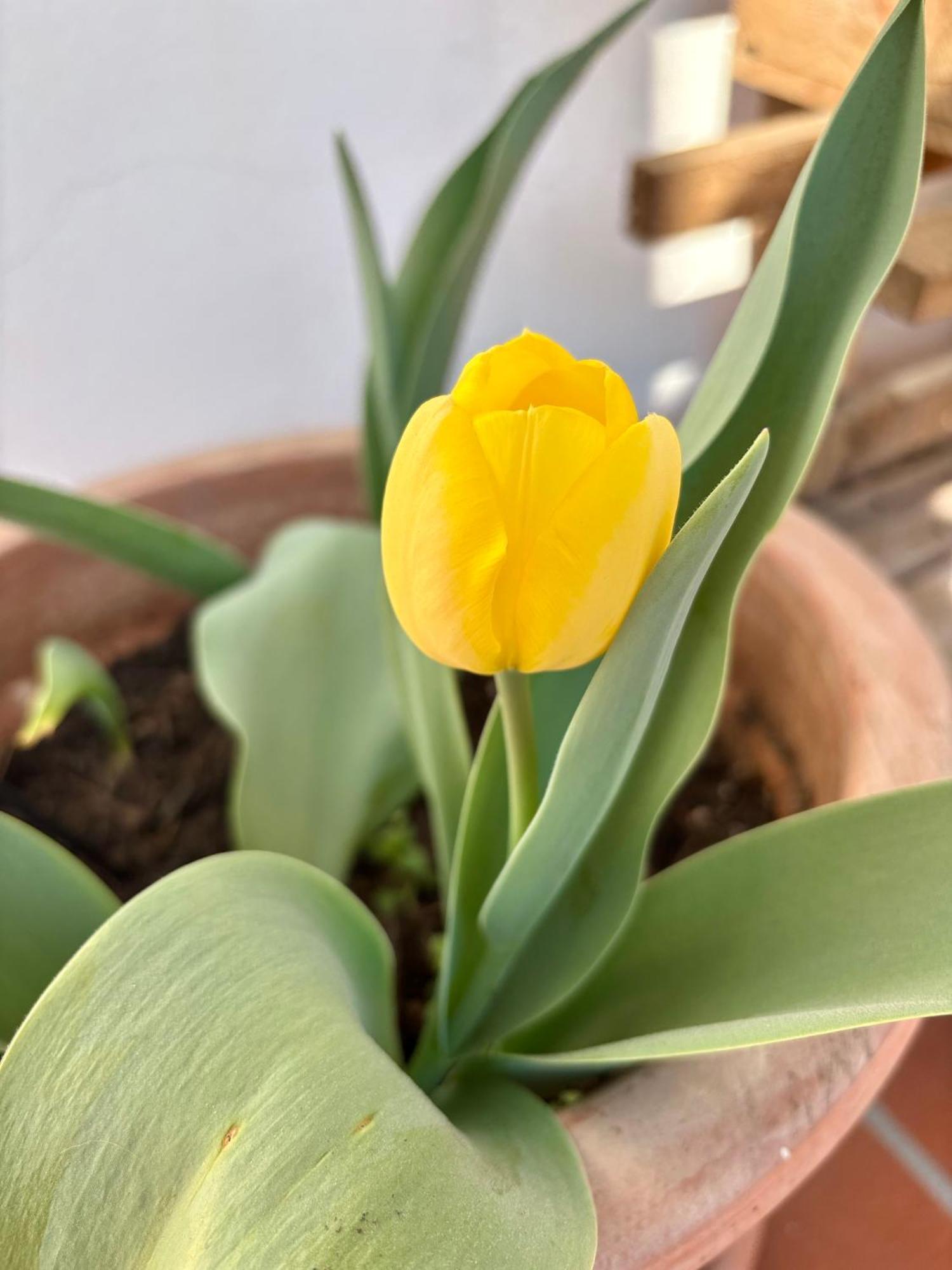 B&B Il Tulipano Como Exterior foto